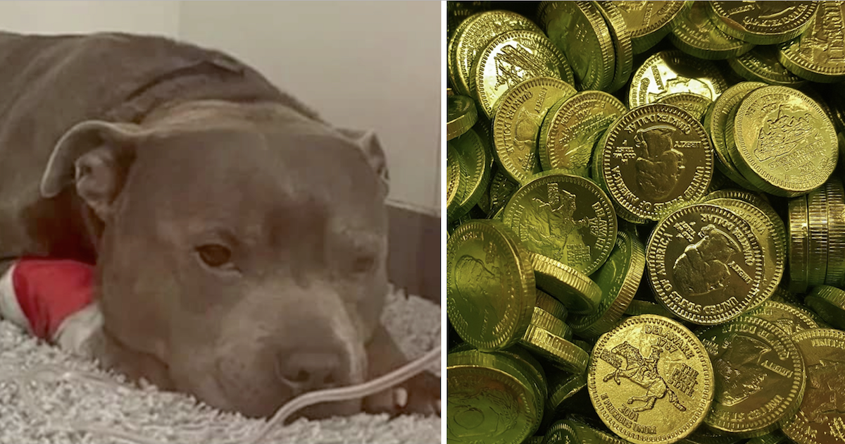 Dog Eats Chocolate Coins