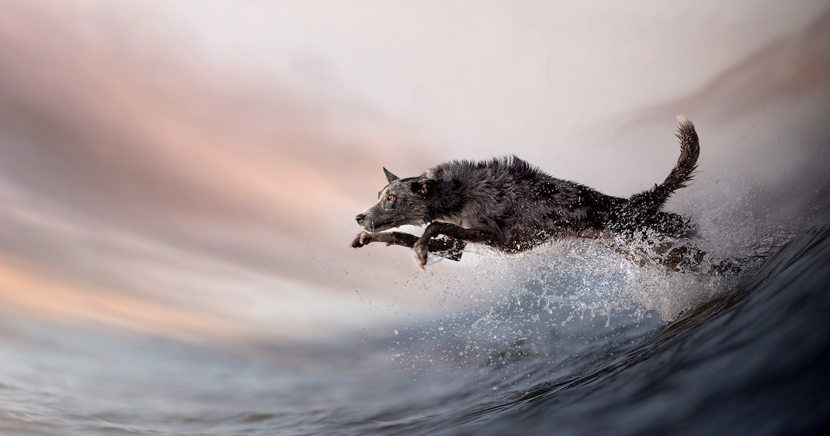 Dog jumping out of water