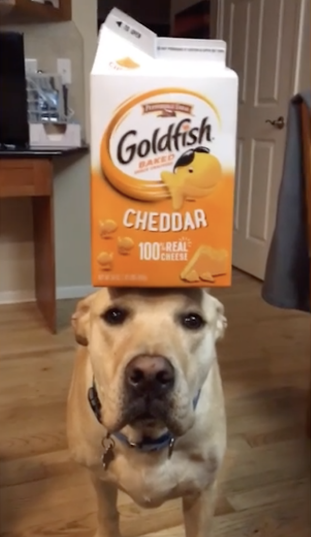Dog balancing Goldfish box on head