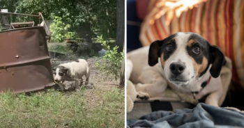 Dog chained up after owner dies