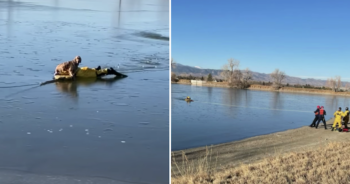 Dog frozen lake rescue