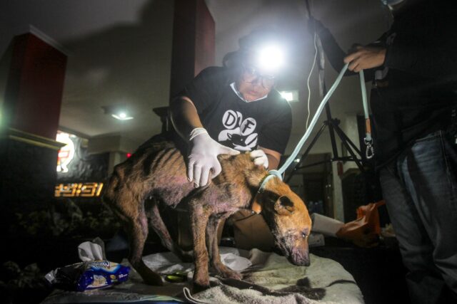 Dog meat survivor at vet