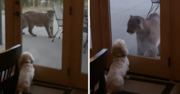 Dog meets mountain lion