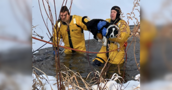 Dog rescued from frozen pond