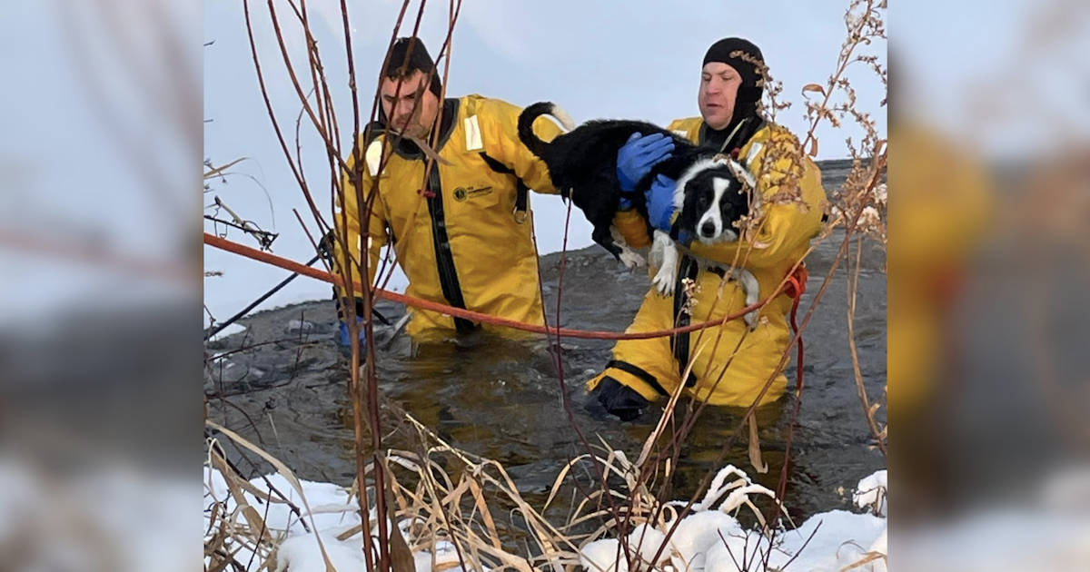 Firefighters Brave Freezing Waters To Save Dog Who Fell Through Ice