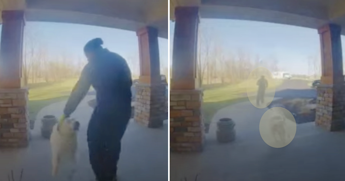 Dog returning package