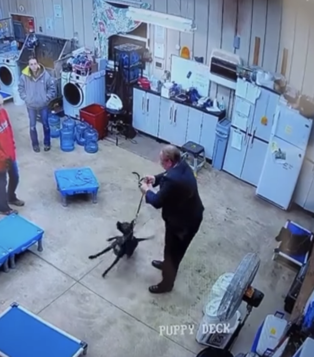 Dog trainer mistreating a dog