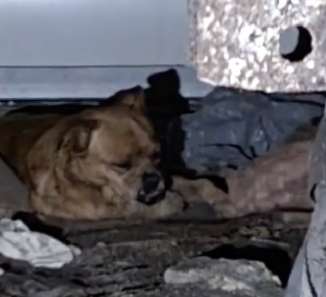 Injured dog under house