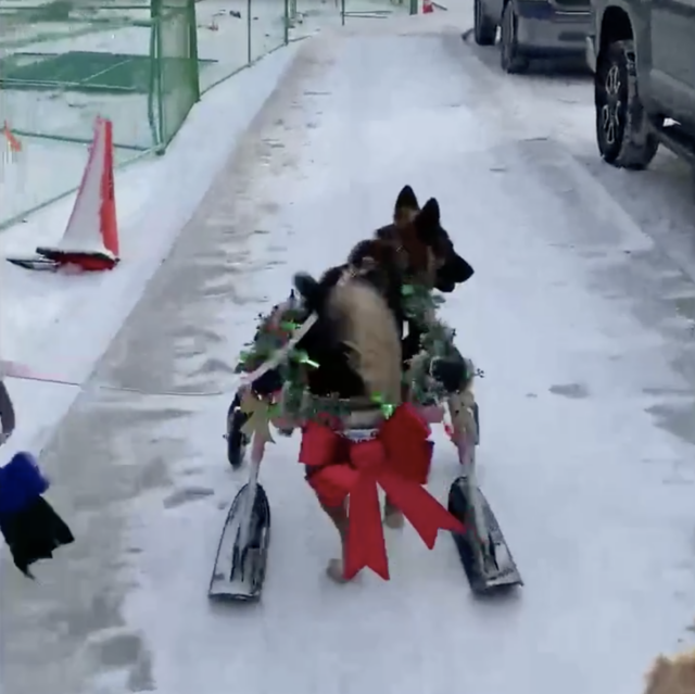 Dog with festive wheelchair