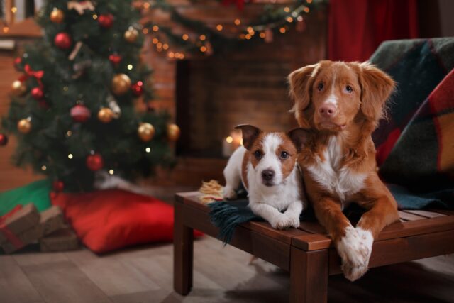 Dogs relaxing by Christmas tree