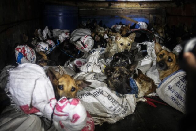 Dogs saved from slaughterhouse