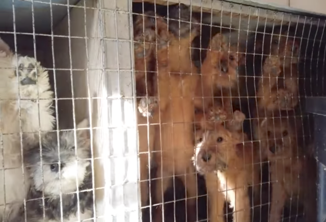 Dogs trapped in Missouri puppy mill
