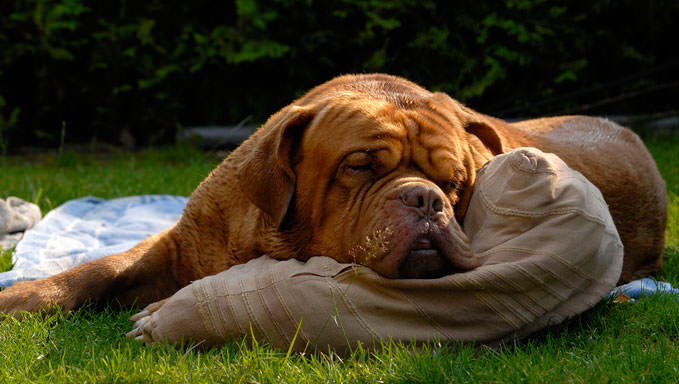 8 Ways To Help Your Dogue De Bordeaux Stop Scratching