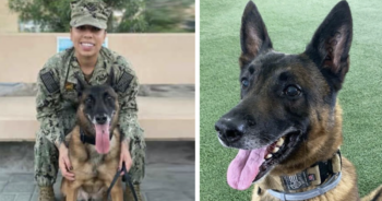 Duke retired military dog