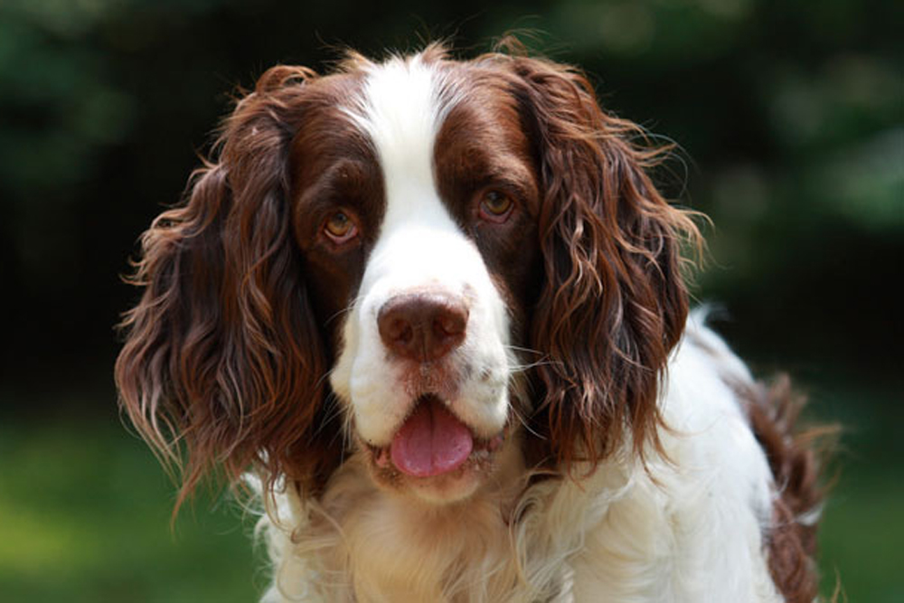 guld Ring tilbage arabisk 7 Sure-Fire Ways to Calm Your English Springer Spaniel's Anxiety
