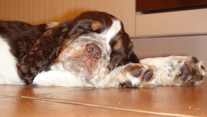 8 Ways To Help Your English Springer Spaniel Stop Scratching