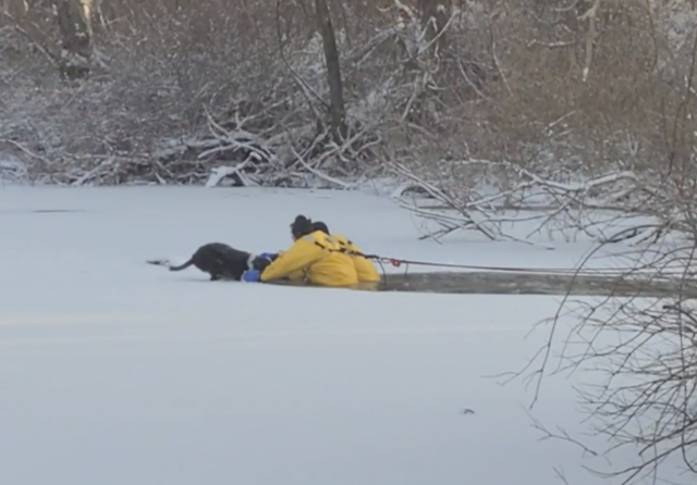 Firefighters rescuing dog from ice