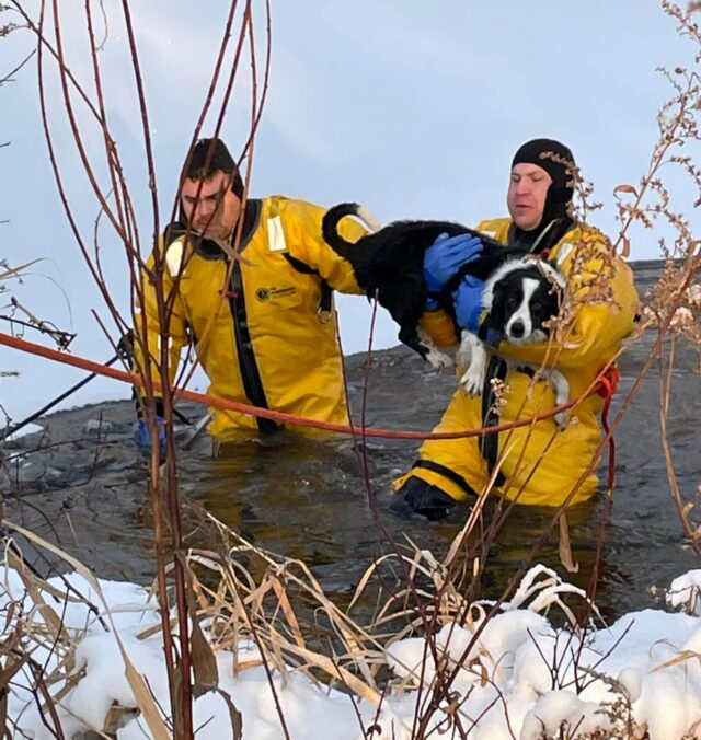 Firefighters save dog from icy waters