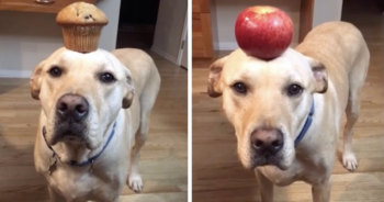 Foster dog balances food