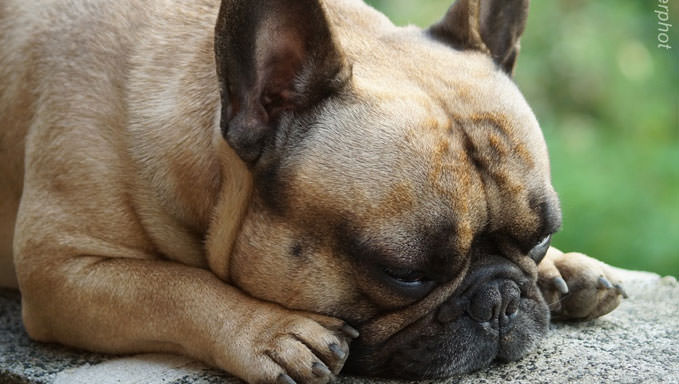 8 Ways To Help Your French Bulldog Stop Scratching