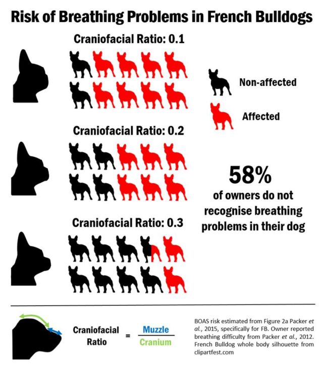 French Bulldog Breathing Problems Chart