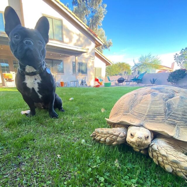French Bulldog and tortoise