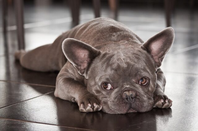 French Bulldog with flat face