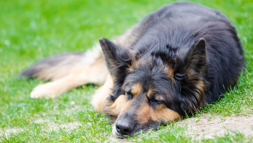 German shepherd sale scratching