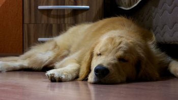 PetWireDaily — 8 Ways To Help Your Golden Retriever Stop Scratching