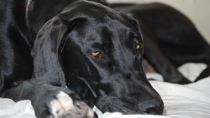 8 Ways To Help Your Great Dane Stop Scratching