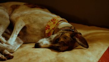 PetWireDaily — 8 Ways To Help Your Greyhound Stop Scratching