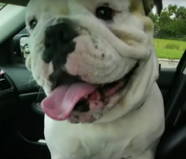 Happy bulldog in the car