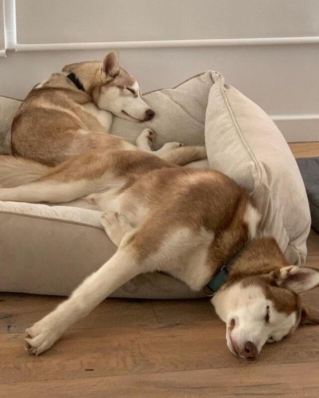 Huskies napping together