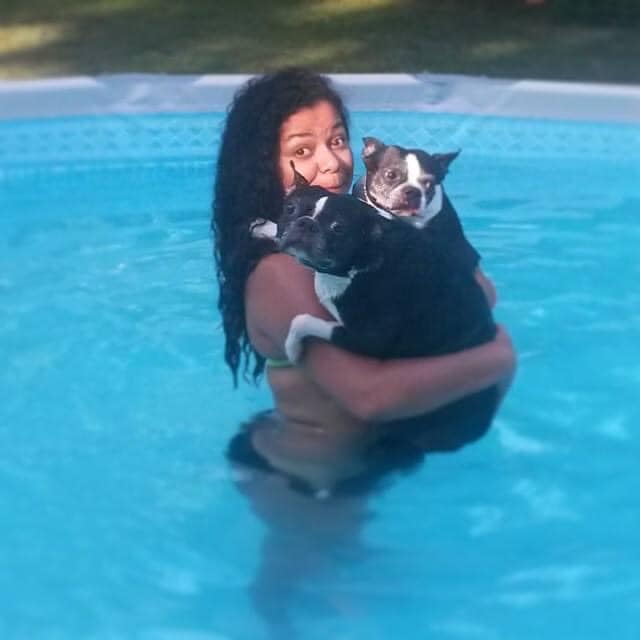 In pool with Boston Terriers