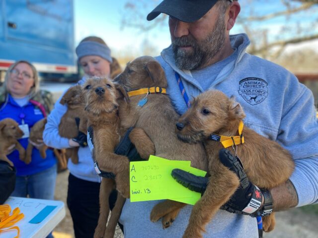 Irish Terriers from puppy mill