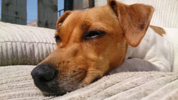 PetWireDaily — 8 Ways To Help Your Jack Russell Stop Scratching