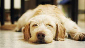 PetWireDaily — 8 Ways To Help Your Lab Stop Scratching