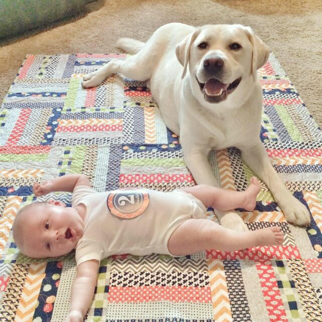 Labrador Retriever with baby