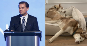 Leonardo DiCaprio Saves His Dogs