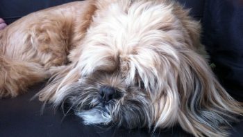 PetWireDaily — 8 Ways To Help Your Lhasa Apso Stop Scratching