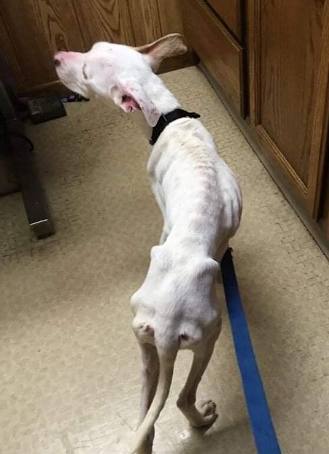 Malnourished Dog Rescued