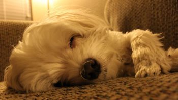PetWireDaily — 8 Ways To Help Your Maltese Stop Scratching