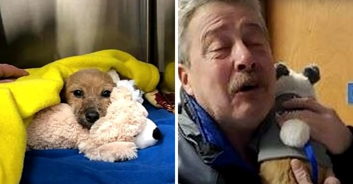 Man Saves Battered Pet And Lastly Comes Ahead To Gather His ‘Reward’