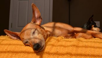 PetWireDaily — 8 Ways To Help Your Miniature Pinscher Stop Scratching