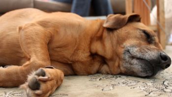 PetWireDaily — 8 Ways To Help Your Mutt Stop Scratching