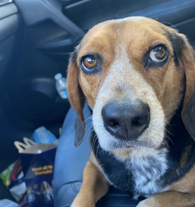 Nervous Beagle in car