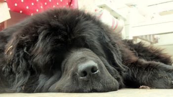 PetWireDaily — 8 Ways To Help Your Newfoundland Stop Scratching