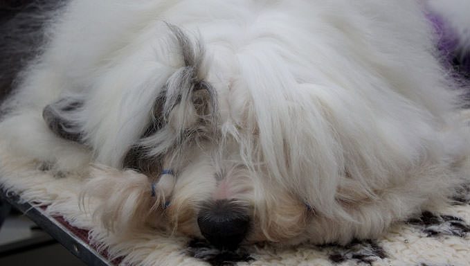 8 Ways To Help Your Old English Sheepdog Stop Scratching