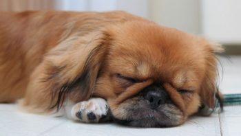 PetWireDaily — 8 Ways To Help Your Pekingese Stop Scratching