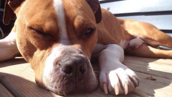 PetWireDaily — 8 Ways To Help Your Pitbull Stop Scratching